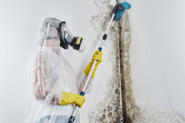 Best White Mold Remediation in Claypool Hill, VA