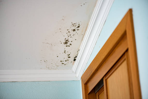Best Mold Testing and Inspection Services in Claypool Hill, VA