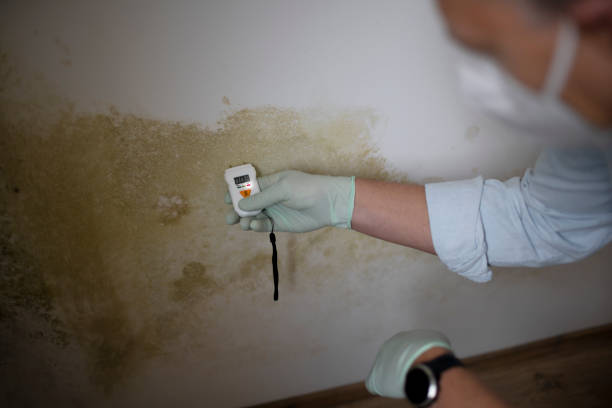 Professional Mold Remediation in Claypool Hill, VA