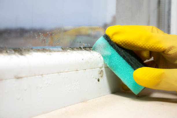 Best Residential Mold Remediation in Claypool Hill, VA
