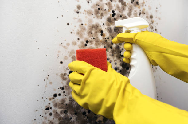 Best Mold Remediation for Specific Building Types in Claypool Hill, VA