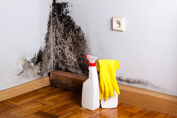 Best Black Mold Remediation in Claypool Hill, VA