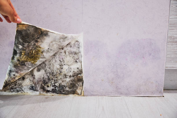 Best Basement Mold Remediation in Claypool Hill, VA